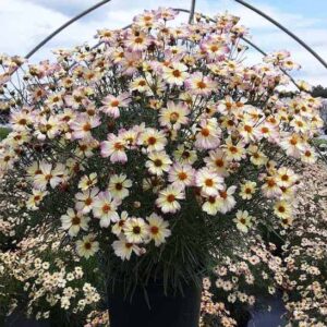 A tidy, clumping mound of Pink Coreopsis Plant with pretty pink, light-yellow and lilac edging flowers.