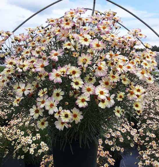 A tidy, clumping mound of Pink Coreopsis Plant with pretty pink, light-yellow and lilac edging flowers.