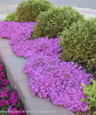A carpet of Pink Creeping Phlox covered in deep pink blooms along a stone wall.