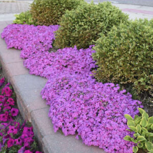 A carpet of Pink Creeping Phlox covered in deep pink blooms along a stone wall.