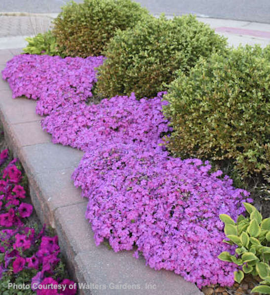 Drummond's Pink Creeping Phlox | Phlox subulata 'Drummond's Pink' A carpet of Pink Creeping Phlox covered in deep pink blooms along a stone wall.