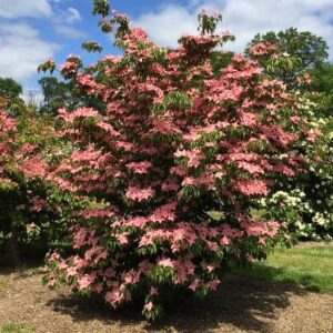A large Pink Dogwood heavily covered in deep pink, star-shaped flowers.