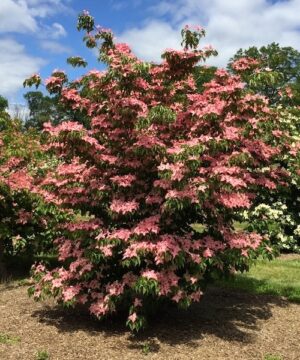 Pink Dogwood | Scarlet Fire Dogwood A large Pink Dogwood heavily covered in deep pink, star-shaped flowers.