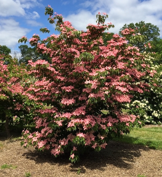 A large Pink Dogwood heavily covered in deep pink, star-shaped flowers.