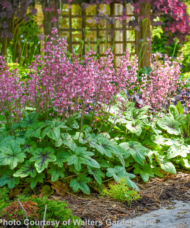 Pink Fizz Foamy Bells spikes of pink flowers rise above large, deeply lobed, soft green leaves with heavy purple veining.