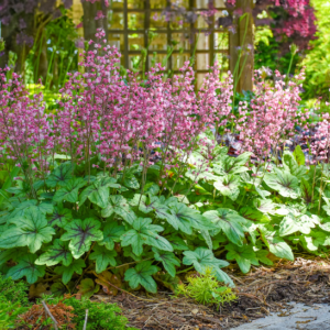 Pink Fizz Foamy Bells spikes of pink flowers rise above large, deeply lobed, soft green leaves with heavy purple veining.
