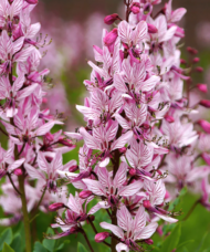 Pink Gas Plant spikes of clusters of attractive, pink blooms with prominent dark veins on the petals.