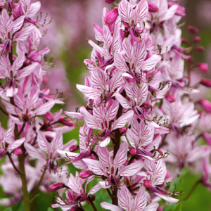 Pink Gas Plant spikes of clusters of attractive, pink blooms with prominent dark veins on the petals.