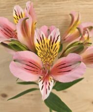 Pink Inca Lily plant blooms in shades of salmon-pink with a dazzling yellow and burgundy striped throat.