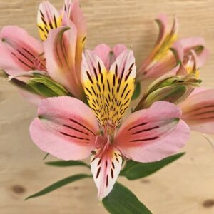 Pink Inca Lily plant blooms in shades of salmon-pink with a dazzling yellow and burgundy striped throat.