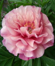 A single large, double, creamy Pink Itoh Peony bloom.
