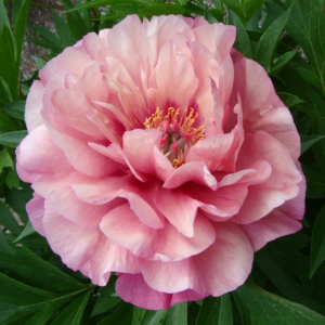 A single large, double, creamy Pink Itoh Peony bloom.