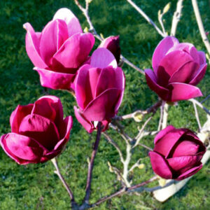 Pink Magnolia Tree upright, tulip-shaped, dark magenta and pale pink flowers.