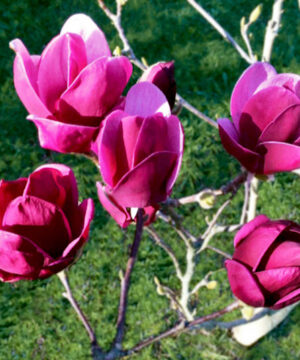 Pink Magnolia Tree upright, tulip-shaped, dark magenta and pale pink flowers.