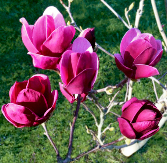 Pink Magnolia Tree upright, tulip-shaped, dark magenta and pale pink flowers.