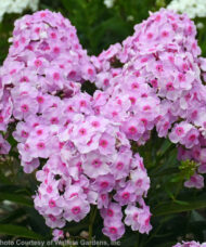 Dazzling Pink Phlox flowers with deeper pink centres.