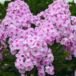 Dazzling Pink Phlox flowers with deeper pink centres.