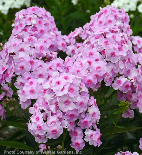 Pink Phlox | Phlox paniculata 'Opalescence' LUMINARY Dazzling Pink Phlox flowers with deeper pink centres.