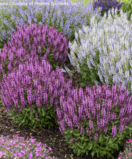 Rounded, compact Pink Profusion Salvia plants with spires of fragrant, dark pink flowers with darker pink calyxes.
