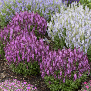 Rounded, compact Pink Profusion Salvia plants with spires of fragrant, dark pink flowers with darker pink calyxes.