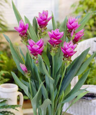 Pink Siam Tulip tall, pink, tropical-looking inflorescence emerging from a cluster of tall, tulip-like foliage.