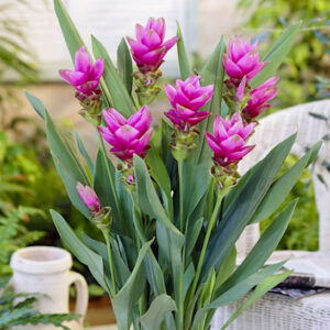 Pink Siam Tulip tall, pink, tropical-looking inflorescence emerging from a cluster of tall, tulip-like foliage.