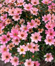 Pink Tickseed plant with pinky-peach flowers on tall stems.