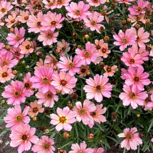 Pink Tickseed plant with pinky-peach flowers on tall stems.