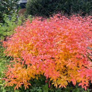Porteranthus trifoliata habit in fall with charming fiery red and tangerine fall foliage.