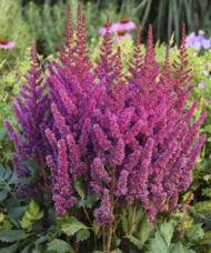 The stunning, pyramidal shape, deep raspberry-pink panicles of Purple Astilbe.
