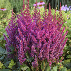 The stunning, pyramidal shape, deep raspberry-pink panicles of Purple Astilbe.