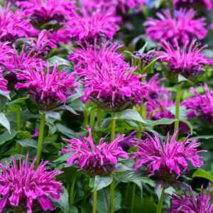 A mass of Purple Bee Balm flashy raspberry purple flowers on tall, well-branched stems.