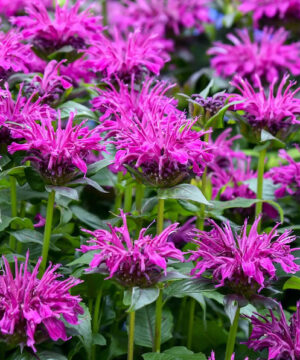 A mass of Purple Bee Balm flashy raspberry purple flowers on tall, well-branched stems.