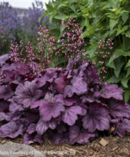 Purple Coral Bells plant large, bright rosy purple foliage with charcoal veining, and pink flowers on tall, slender stems.