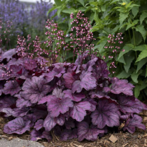 Purple Coral Bells plant large, bright rosy purple foliage with charcoal veining, and pink flowers on tall, slender stems.