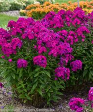 Planting of tall Purple Phlox with green leaves, dark stems and buds, and masses of magenta blooms.