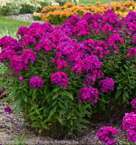 Planting of tall Purple Phlox with green leaves, dark stems and buds, and masses of magenta blooms.