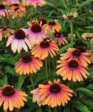 Tall stems of Rainbow Marcella Coneflower topped with a mix of blooms that are yellowish-pink and coral-pink.