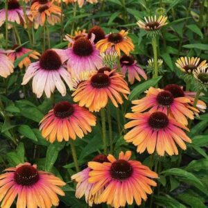 Tall stems of Rainbow Marcella Coneflower topped with a mix of blooms that are yellowish-pink and coral-pink.