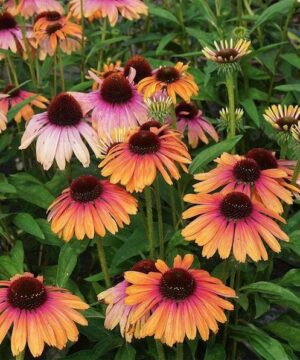 Tall stems of Rainbow Marcella Coneflower topped with a mix of blooms that are yellowish-pink and coral-pink.