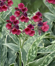 Raspberry-coloured flowers of Raspberry Frost Lungwort against variegated foliage with white margins and silver dappling.