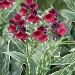 Raspberry-coloured flowers of Raspberry Frost Lungwort against variegated foliage with white margins and silver dappling.