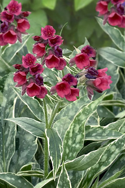 Raspberry-coloured flowers of Raspberry Frost Lungwort against variegated foliage with white margins and silver dappling.