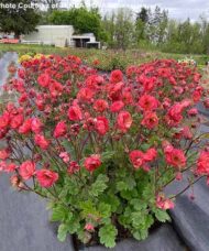 Red Avens plant with delicate-looking, semi-double, bright coral-red flowers on tall stems above clumped foliage.