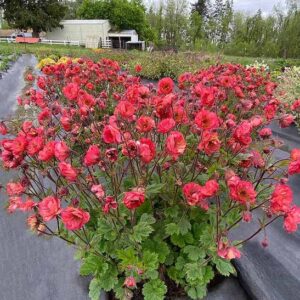 Red Avens plant with delicate-looking, semi-double, bright coral-red flowers on tall stems above clumped foliage.