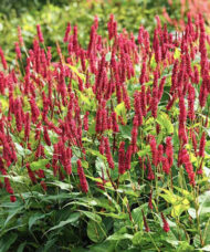 Red Bistrot perennial with masses of stunning, carmine red / pink flower spikes on tall stems.