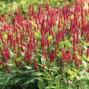 Red Bistrot perennial with masses of stunning, carmine red / pink flower spikes on tall stems.