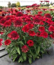 Red Coneflower plants with tall, straight stems topped with large, double, ruby-red flowers with giant pompom centers.