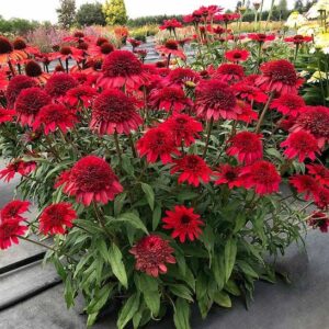 Red Coneflower plants with tall, straight stems topped with large, double, ruby-red flowers with giant pompom centers.