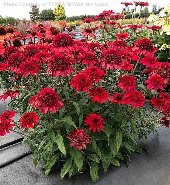 Red Coneflower plants with tall, straight stems topped with large, double, ruby-red flowers with giant pompom centers.